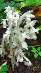 Monotropa uniflora