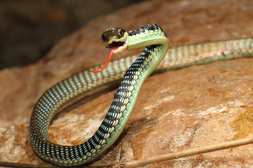 Dendrelaphis marenae