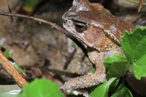 Ingerophrynus celebensis