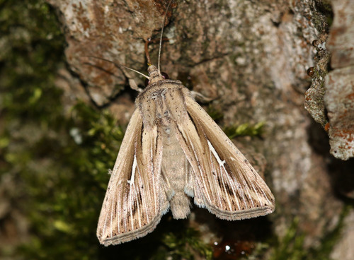 L-album Wainscot