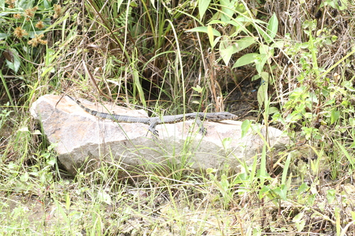 Varanus salvator