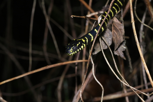 Boiga dendrophila