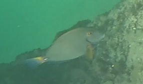 Eyestripe surgeonfish