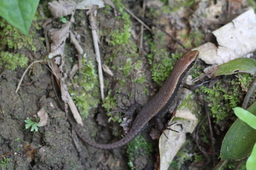 Eutropis rudis