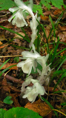 Monotropa uniflora