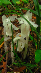 Monotropa uniflora