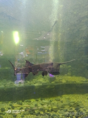 Polyodon spathula