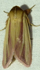 Dargida rubripennis