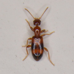 Vacusus vicinus