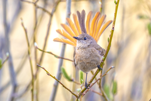 Eversmann's Redstart (Phoenicurus erythronotus), photo 1