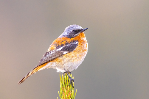 Eversmann's Redstart (Phoenicurus erythronotus), photo 3