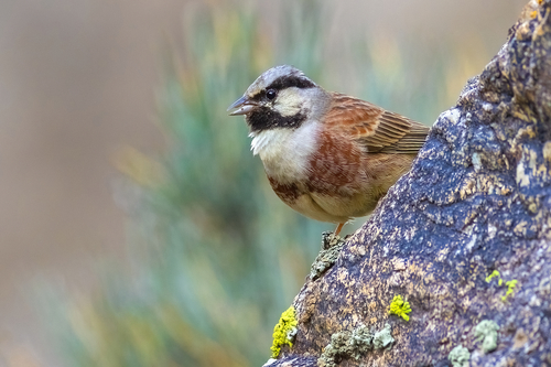 White-capped Bunting (Emberiza stewarti), photo 4