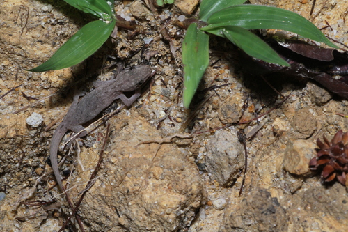 Hemidactylus frenatus