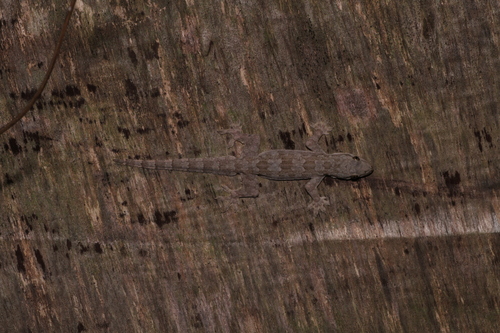 Hemidactylus platyurus