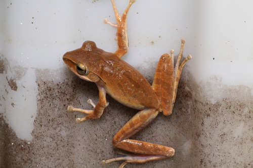 Polypedates iskandari