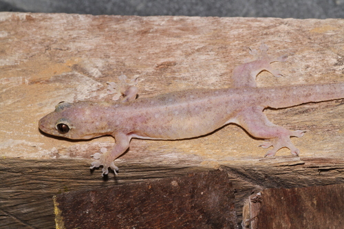 Gehyra mutilata
