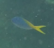 Yellow and blueback fusilier