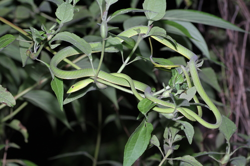 Ahaetulla prasina