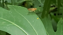 Sciomyzoidea
