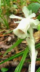Monotropa uniflora