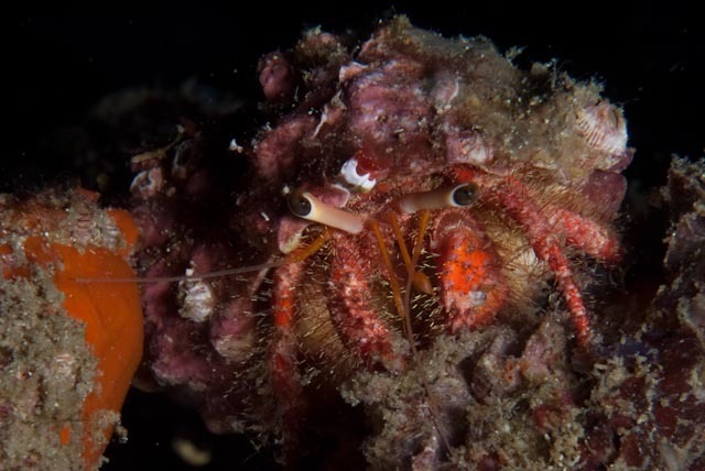 Dardanus hermit crab (no English common name)