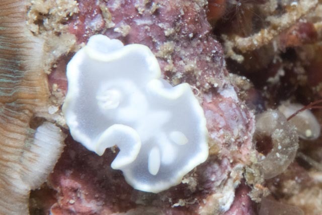 White Mantle Glossodoris