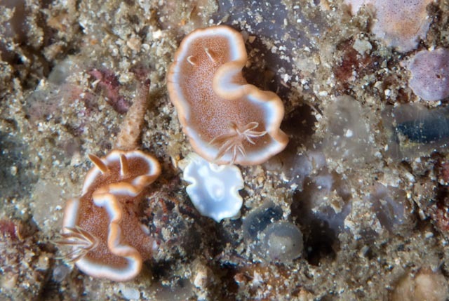Caramel Nudibranch