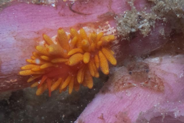 Blackgill Tenellia