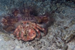 サメハダヤドカリ