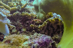 Pseudomonacanthus macrurus