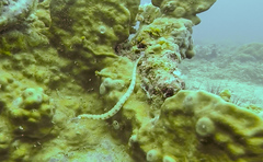 Corythoichthys haematopterus