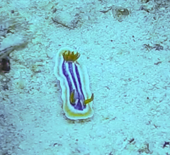 Chromodoris magnifica