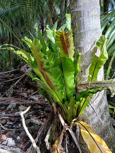Asplenium nidus