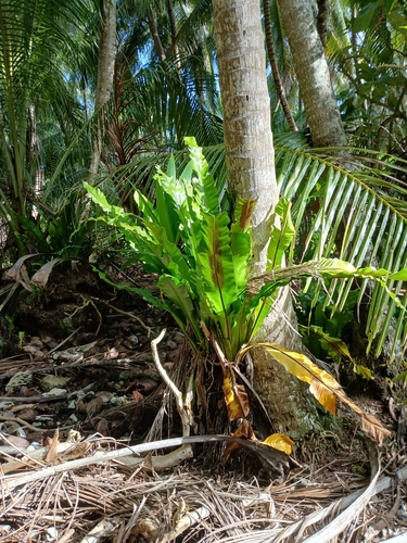 Asplenium nidus