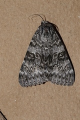 Catocala semirelicta