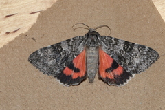 Catocala semirelicta