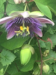 Passiflora alata × caerulea