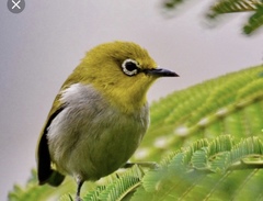 Zosterops simplex simplex