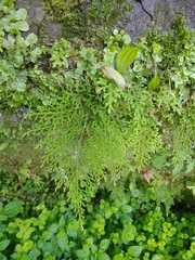 Selaginella labordei