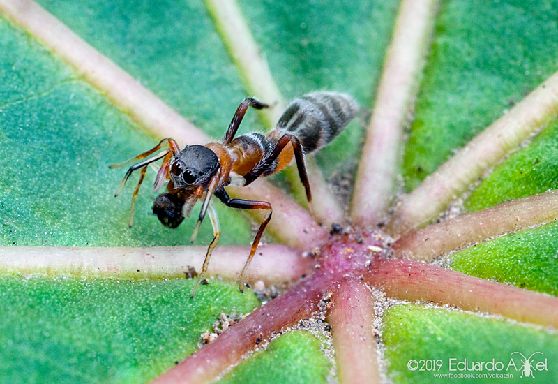 Synemosyna decipiens