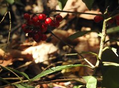 Ardisia crenata