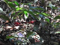 Ardisia crenata