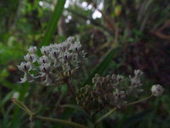 Asclepias perennis image