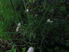 Asclepias perennis image