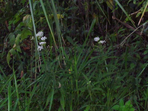 Asclepias perennis image