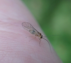 Stenopsocus immaculatus