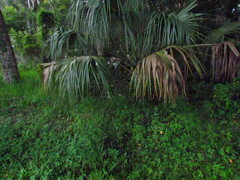 Asclepias perennis image