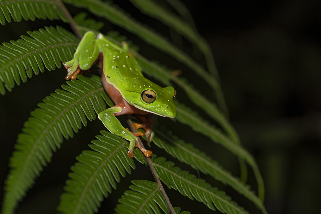Orange-belly Tree Frog (Zhangixalus aurantiventris) · iNaturalist