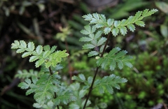 Weinmannia trichosperma