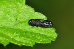 Agrilinae